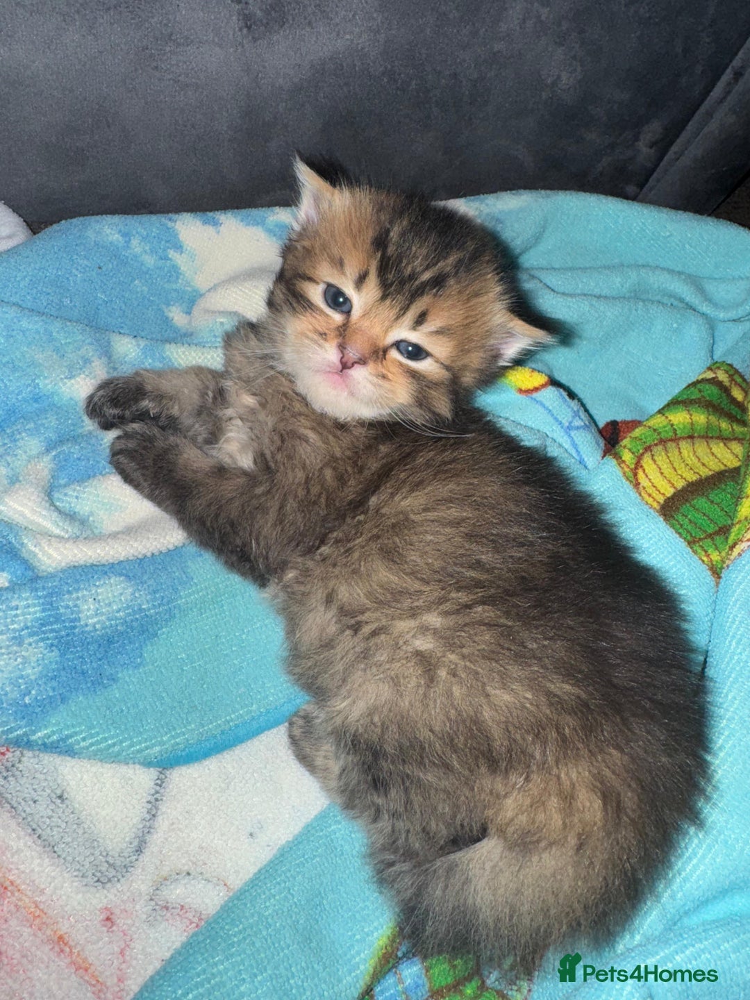 Scottish Fold cats for sale: 5 British Longhair and Scottish Straight kittens  - Image 8
