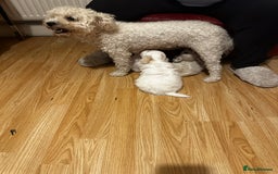 Zuchon dogs for sale: Zuchon puppies for sale  - Image 12