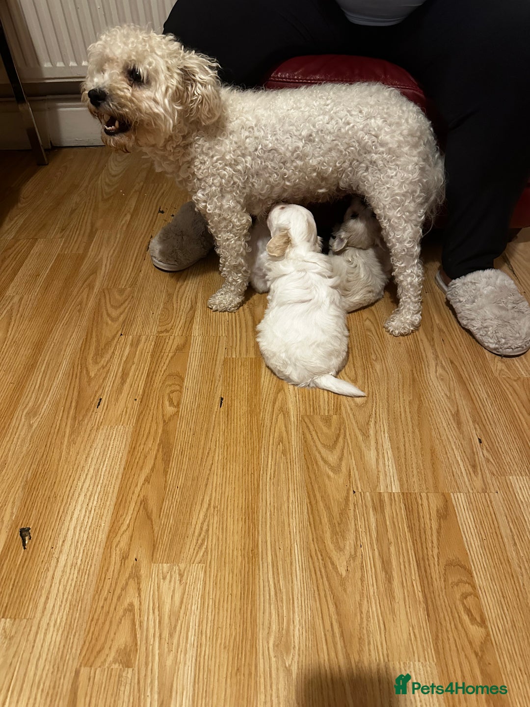 Zuchon dogs for sale: Zuchon puppies for sale  - Image 12