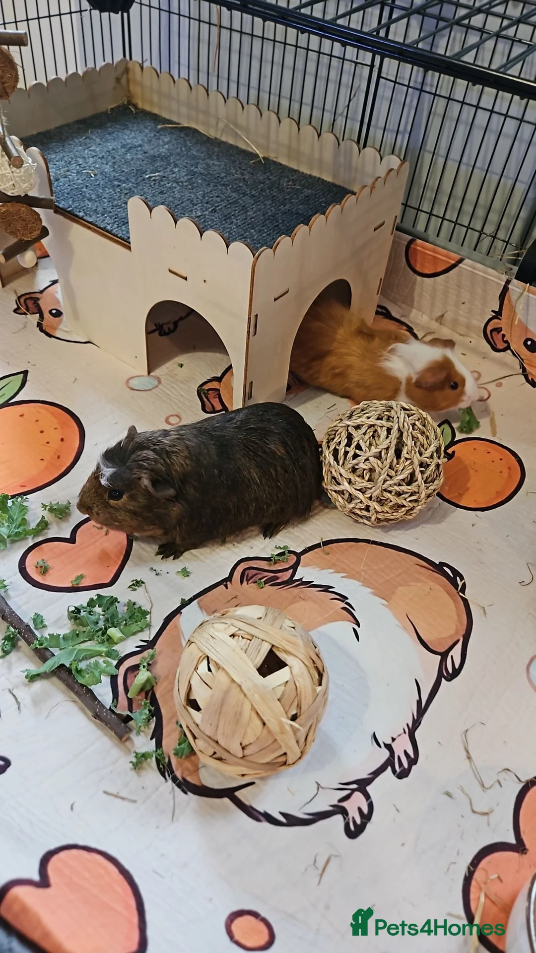 Guinea Pig rodents for sale: Guinea Pigs Rolo and Mo 4 months old in Hereford - Advert 3