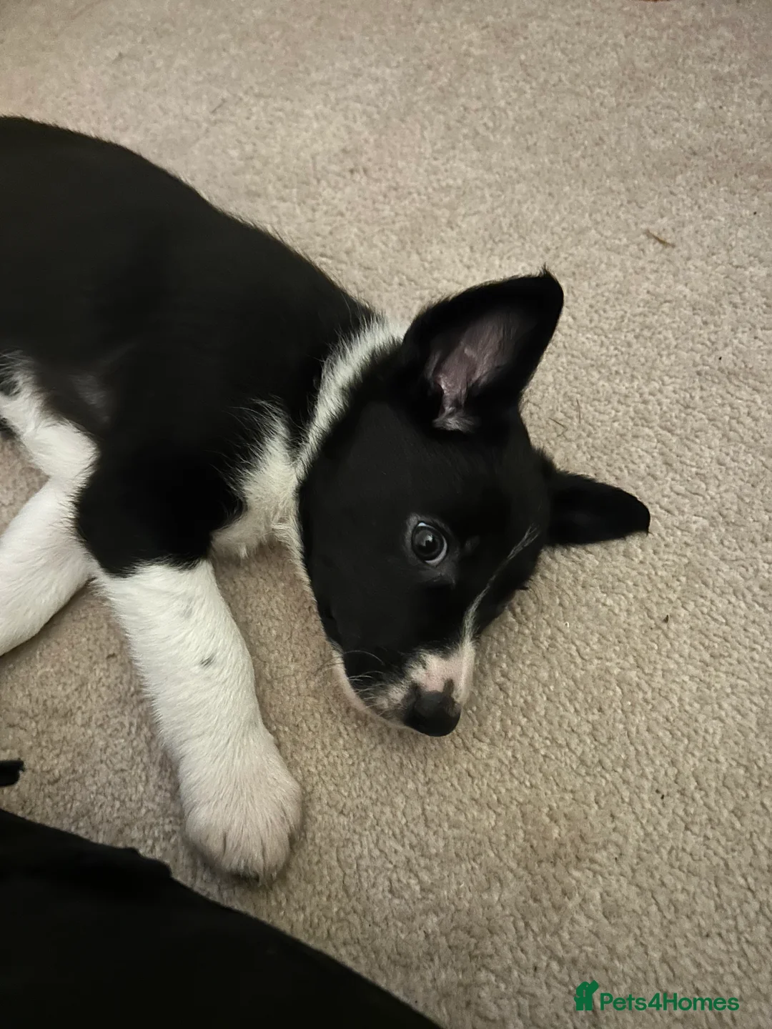 Border Collie dogs for sale: Collie pups - Advert 8