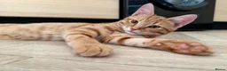 Mixed Breed cats for sale: ** 2 ginger Girls & 3 pure white girls ** - Advert 2