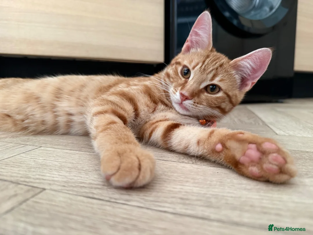 Mixed Breed cats for sale: ** 2 ginger Girls & 3 pure white girls ** - Advert 2