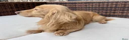 Miniature Dachshund dogs for stud: KC Reg Longhair Dachshunds For Stud - Advert 5