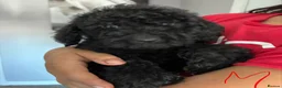 Labradoodle dogs for sale:  mini labradoodles  - Advert 5