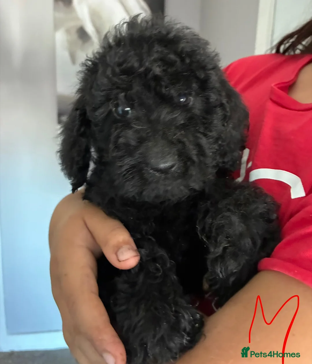Labradoodle dogs for sale:  mini labradoodles  - Advert 5