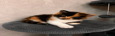 Mixed Breed 3