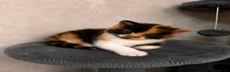 Mixed Breed cats for sale: Kittens Looking for Their Forever Homes🏡❤️ - Advert 12