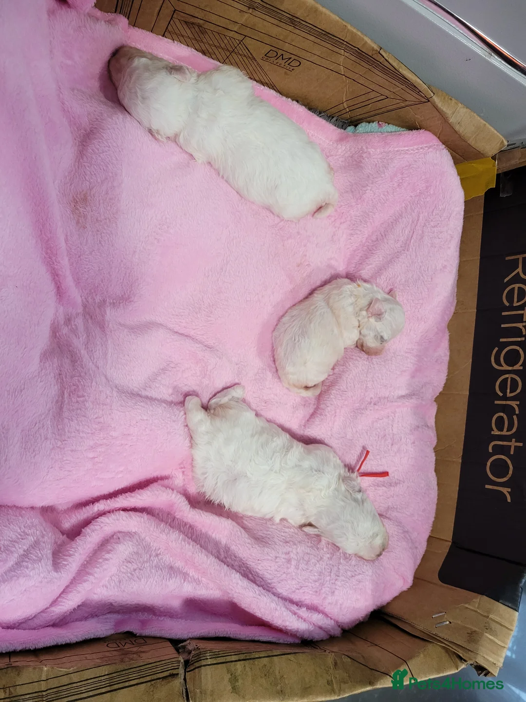 Bichon Frise dogs for sale: beautiful puppies SORRY ALL ARE SOLD NOW X - Advert 2