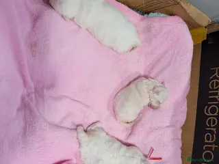 Bichon Frise dogs beautiful puppies 1 boy 2 girls bichon fries - Advert 4