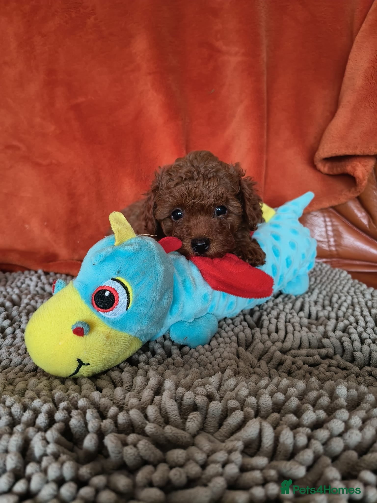 Toy Poodle dogs  Asian  toy poodle  - Advert 1