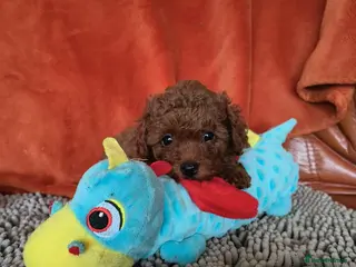 Toy Poodle dogs Asian toy poodle - Advert 1