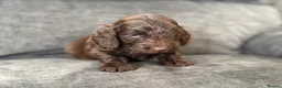 Cockapoo dogs for sale: Gorgeous F1 cockapoo puppies  - Advert 8