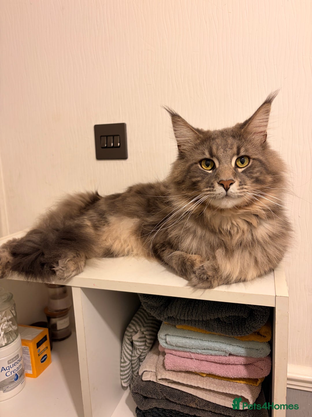 Maine Coon cats for sale: 🐾 Stunning Maine Coon for Sale – Lennox 🐾 - Advert 4