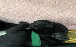Cockerdor dogs for sale: Cockador Puppies for sale - Image 13