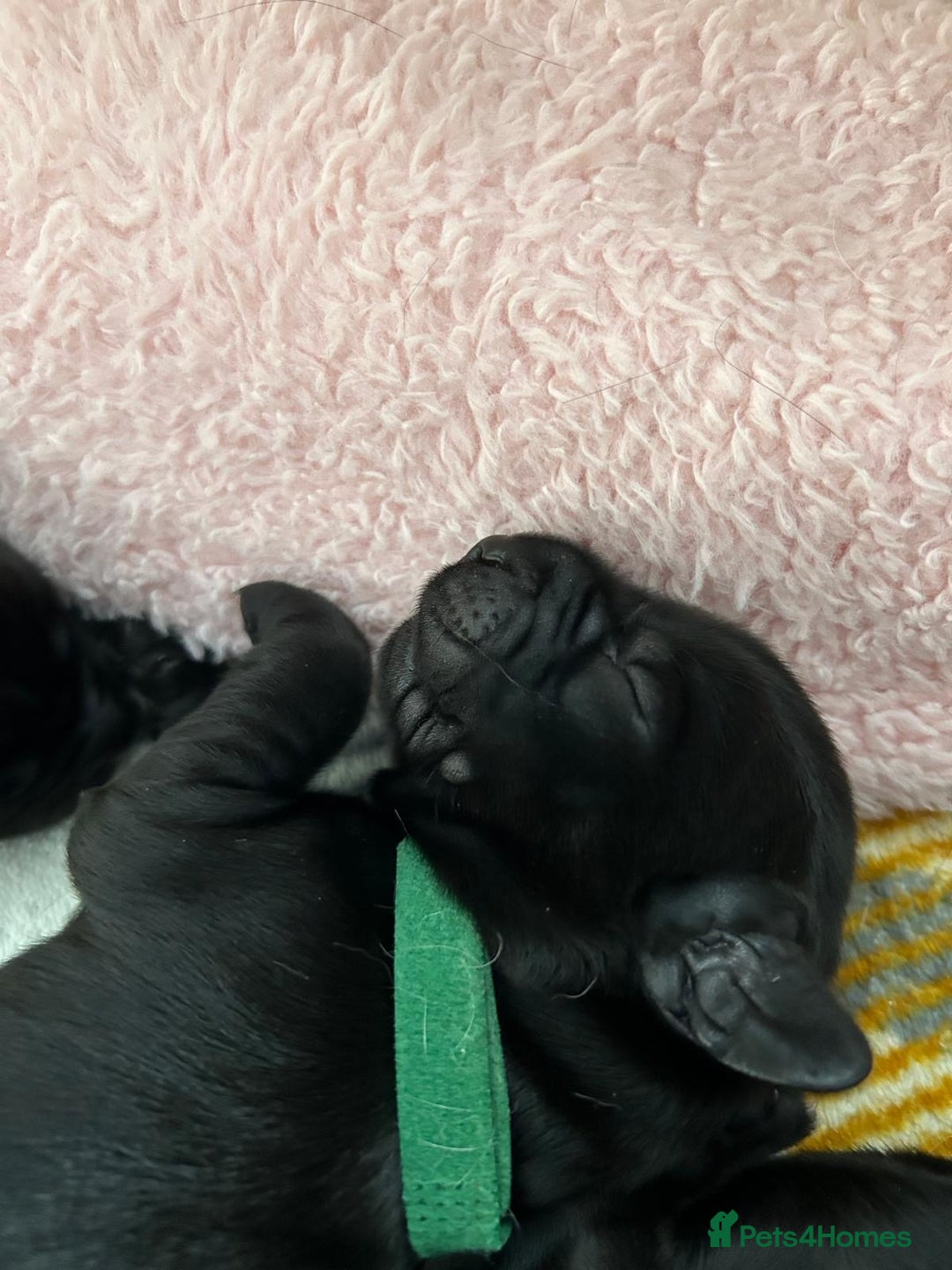 Cockerdor dogs for sale: Cockador Puppies for sale - Image 13