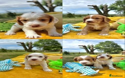 Cocker Spaniel dogs for sale: Farm Bred - Docked - Working Cocker Pups in Peterborough - Image 2