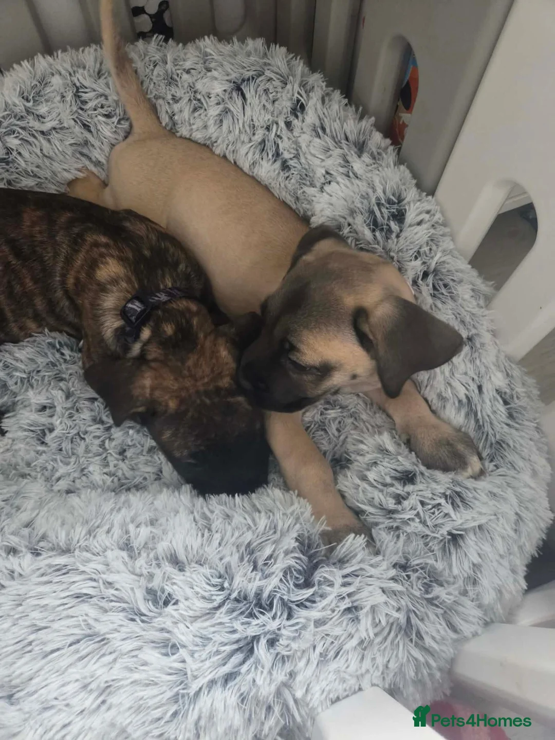 Mixed Breed dogs for sale: Beautiful Large Cane Canario's Puppies  - Advert 8