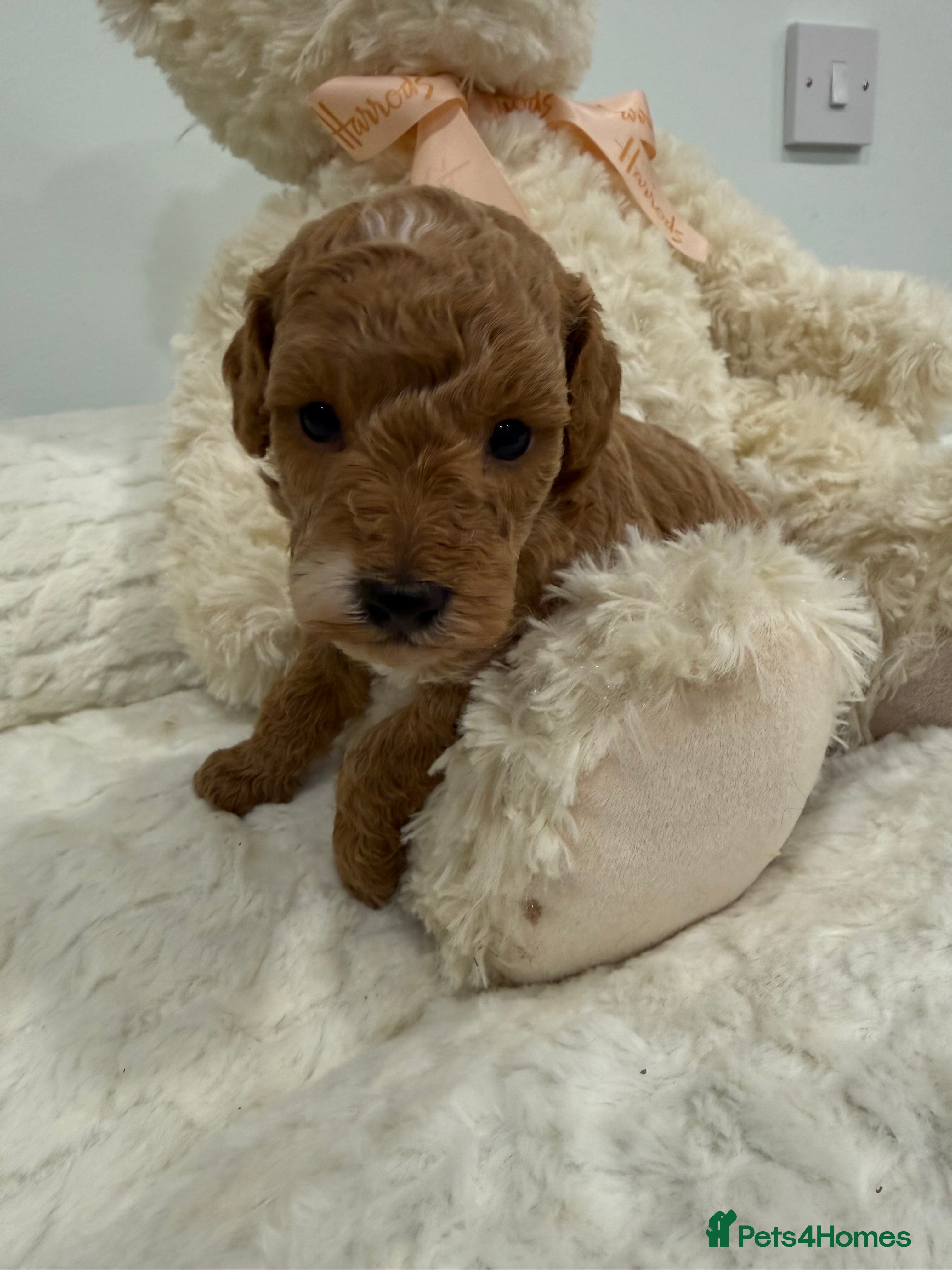 Miniature Poodle dogs Abstract Parti boys available. Kc & DNA clear. - Advert 14
