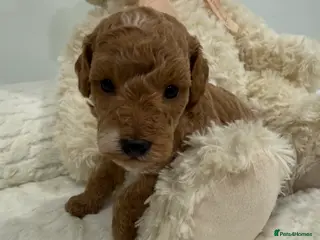 Miniature Poodle dogs Abstract Parti boys available. Kc & DNA clear. - Advert 14