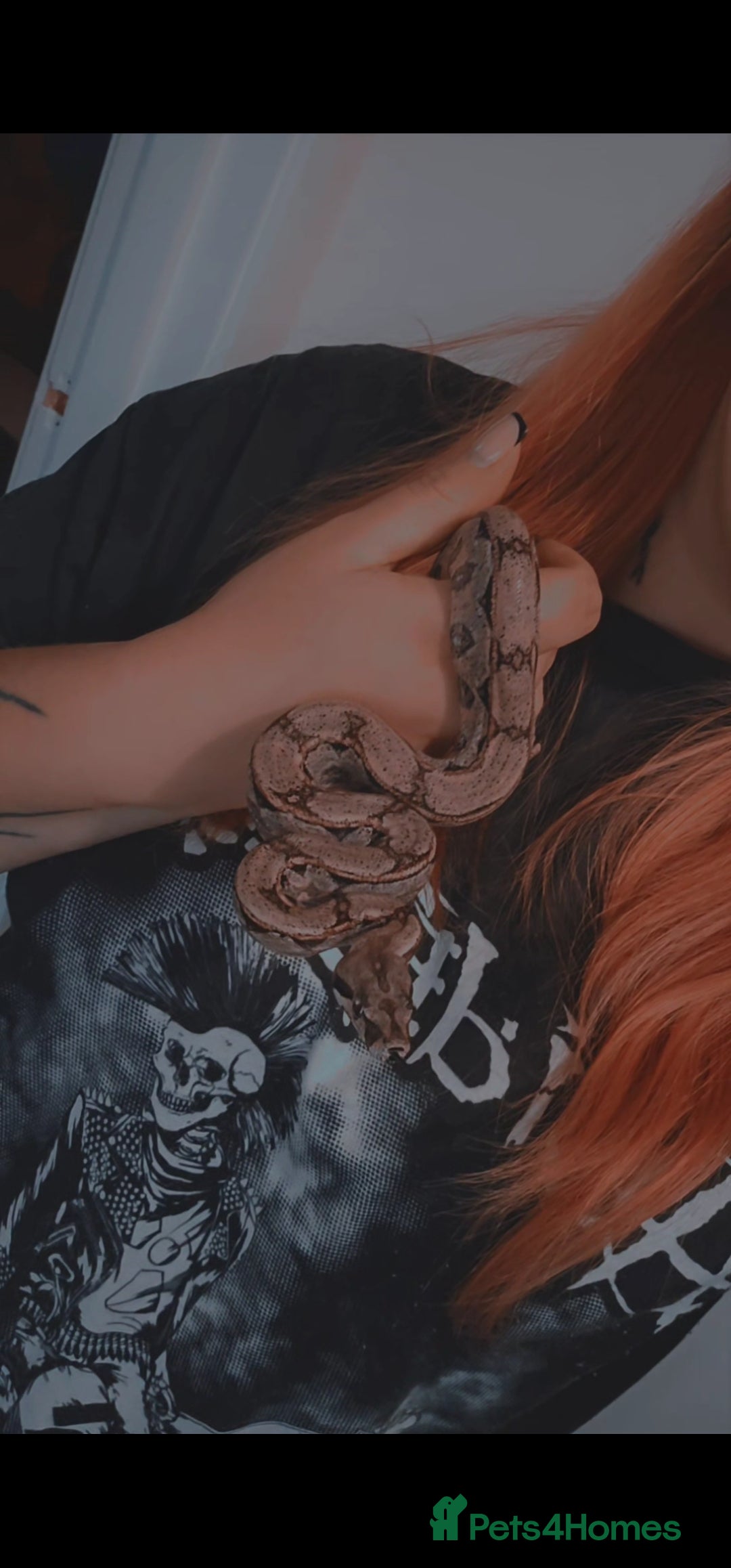 Snake reptiles for sale: Male Arabesque het kahl boa constrictor - Image 1