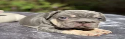 French Bulldog dogs for sale: 7 beautiful French bulldog puppies  - Advert 10