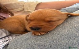 Labrador Retriever dogs for sale: Beautiful red fox KC registered labrador puppies  - Image 3