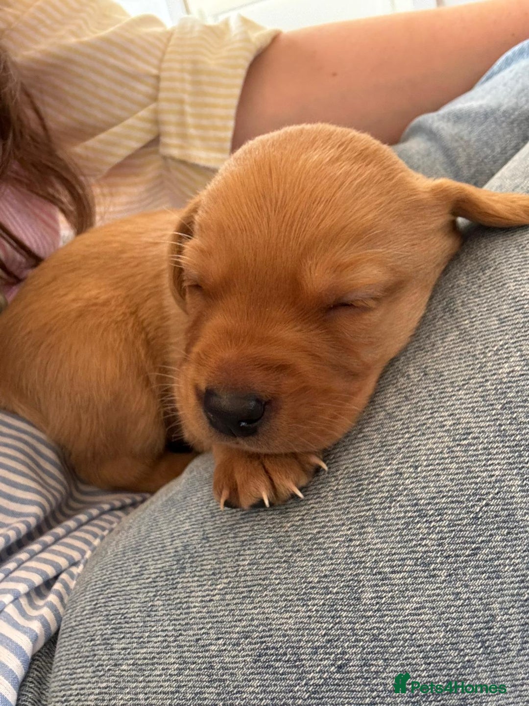 Labrador Retriever dogs for sale: Beautiful red fox KC registered labrador puppies  - Image 3