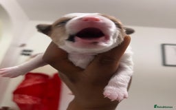 Mixed Breed dogs for sale: 🐾 Loving Homes Wanted for Two Puppies & Dad 🐾 - Image 20