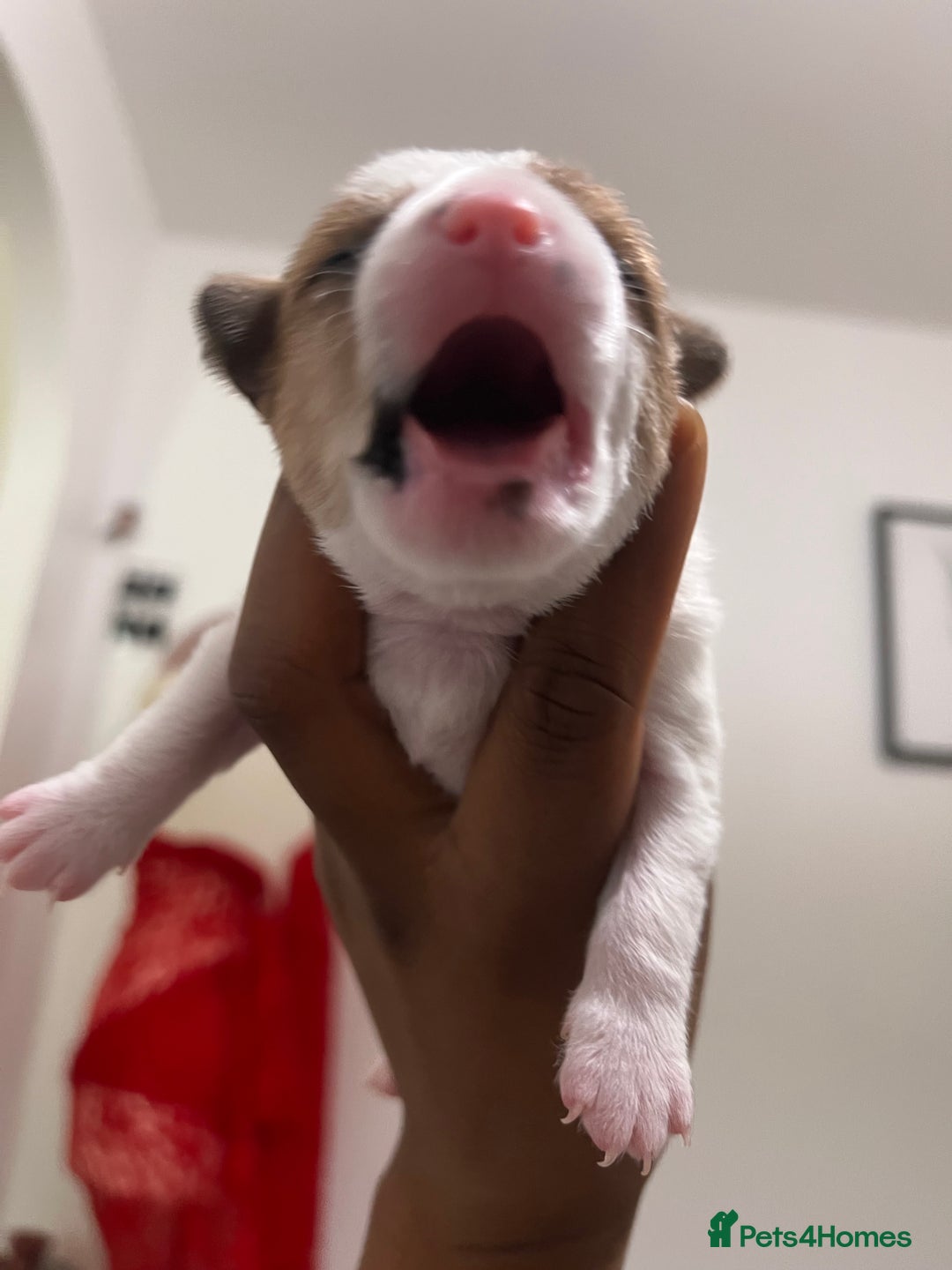 Mixed Breed dogs for sale: 🐾 Loving Homes Wanted for Two Puppies & Dad 🐾 - Image 20