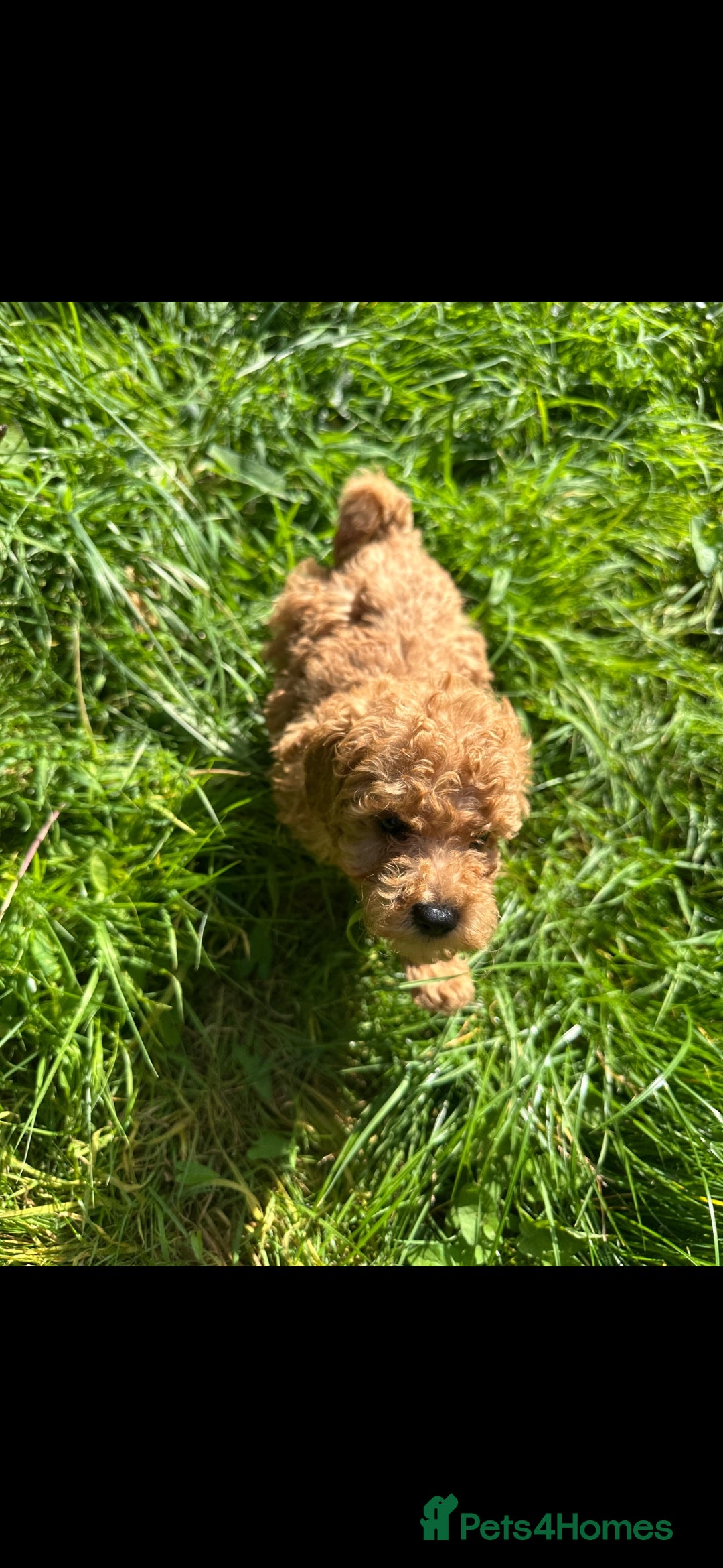 Toy Poodle dogs for sale:  High Quality KC Registered Red Toy Poodle Puppies - Image 16