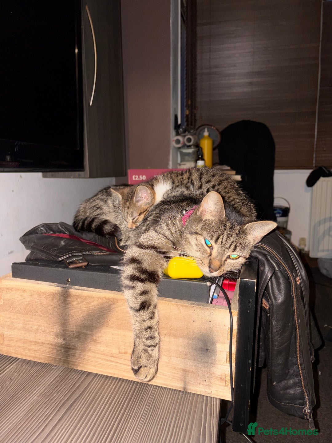 American Shorthair cats for sale: Two Tabby Kittens - Advert 7