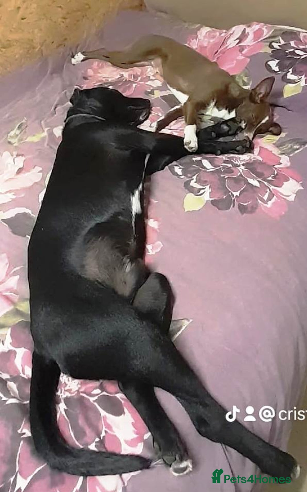 Mixed Breed dogs for adoption: SHEAMUS-a sensitive Soul for the right Human Match - Advert 33