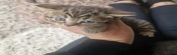 British Shorthair cats for sale: Lovely kittens - Advert 28