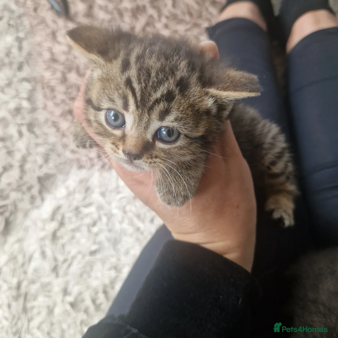 British Shorthair cats for sale: Lovely kittens - Advert 28