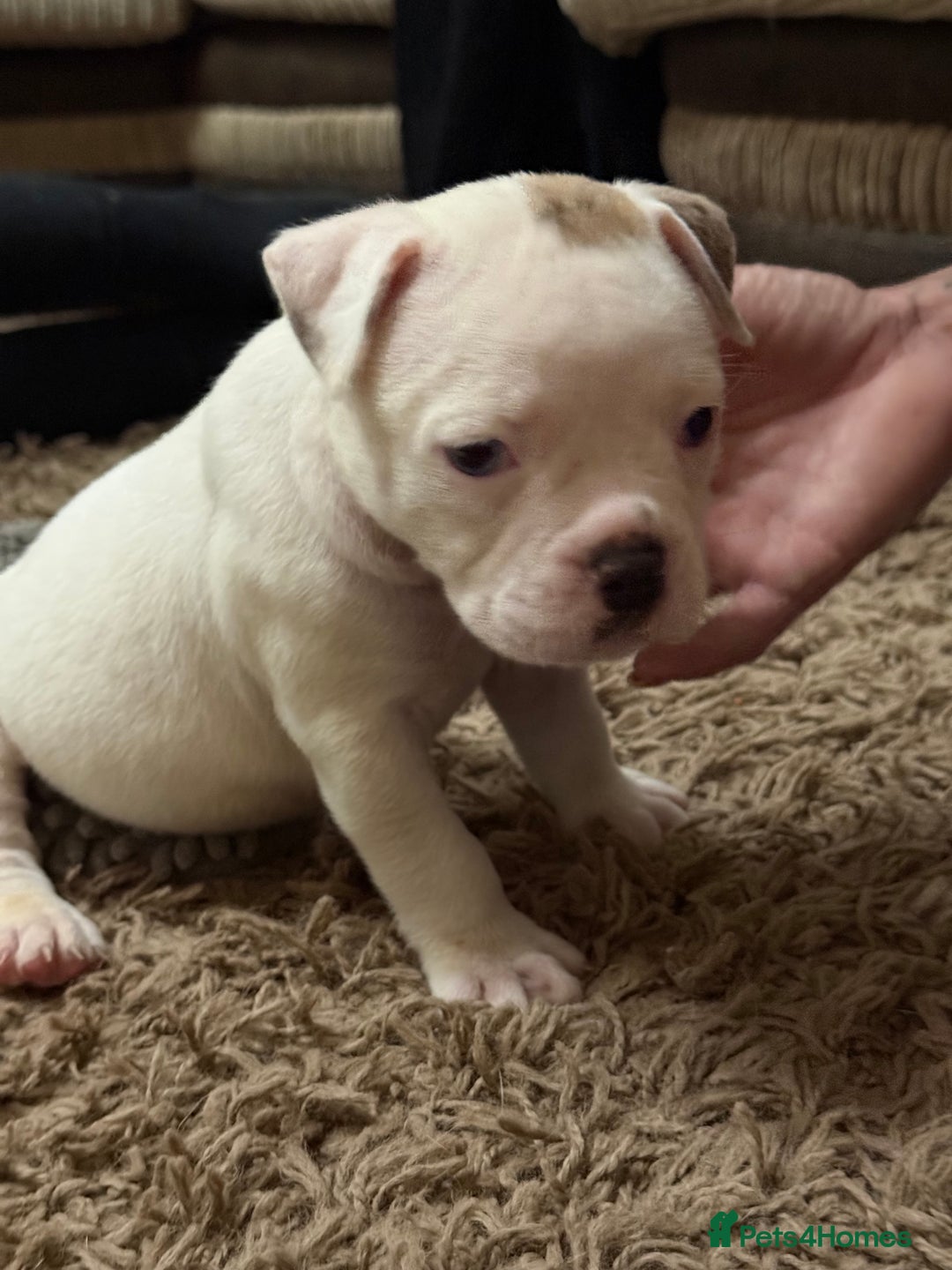Olde English Bulldogge dogs for sale: (Reduced) Olde English Bulldogges puppies  - Advert 6