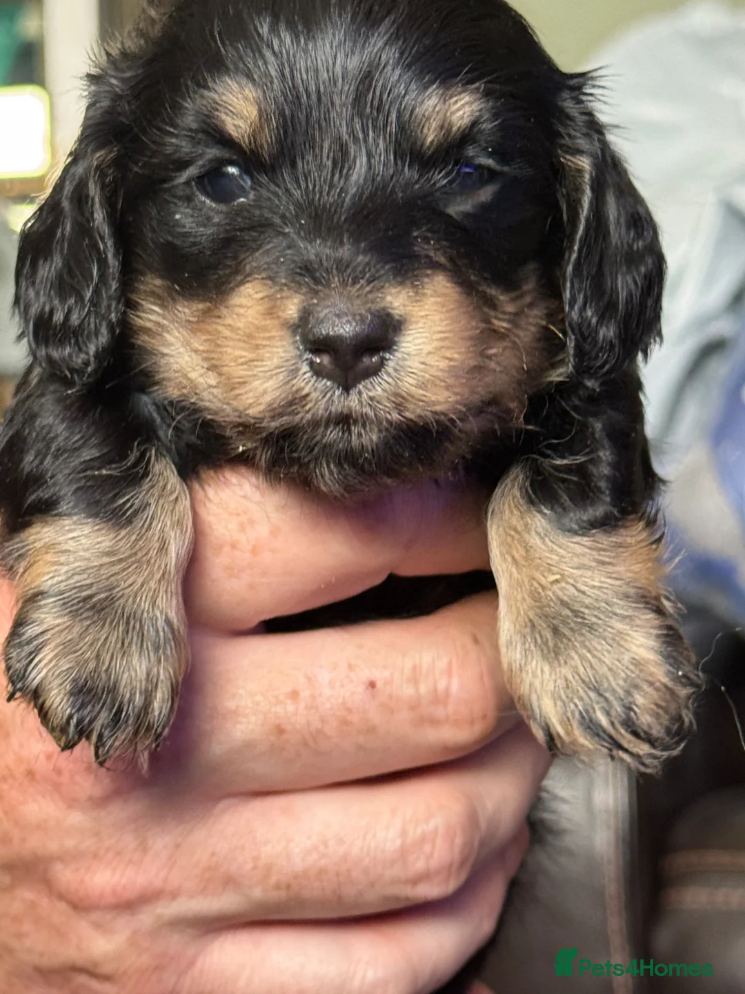 Miniature Dachshund dogs for sale: **Mini Dachshunds KC Long Haired** in Bradford - Advert 2