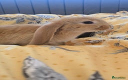 French Lop rabbits for sale: Beautiful French Lop bunnies - Image 21