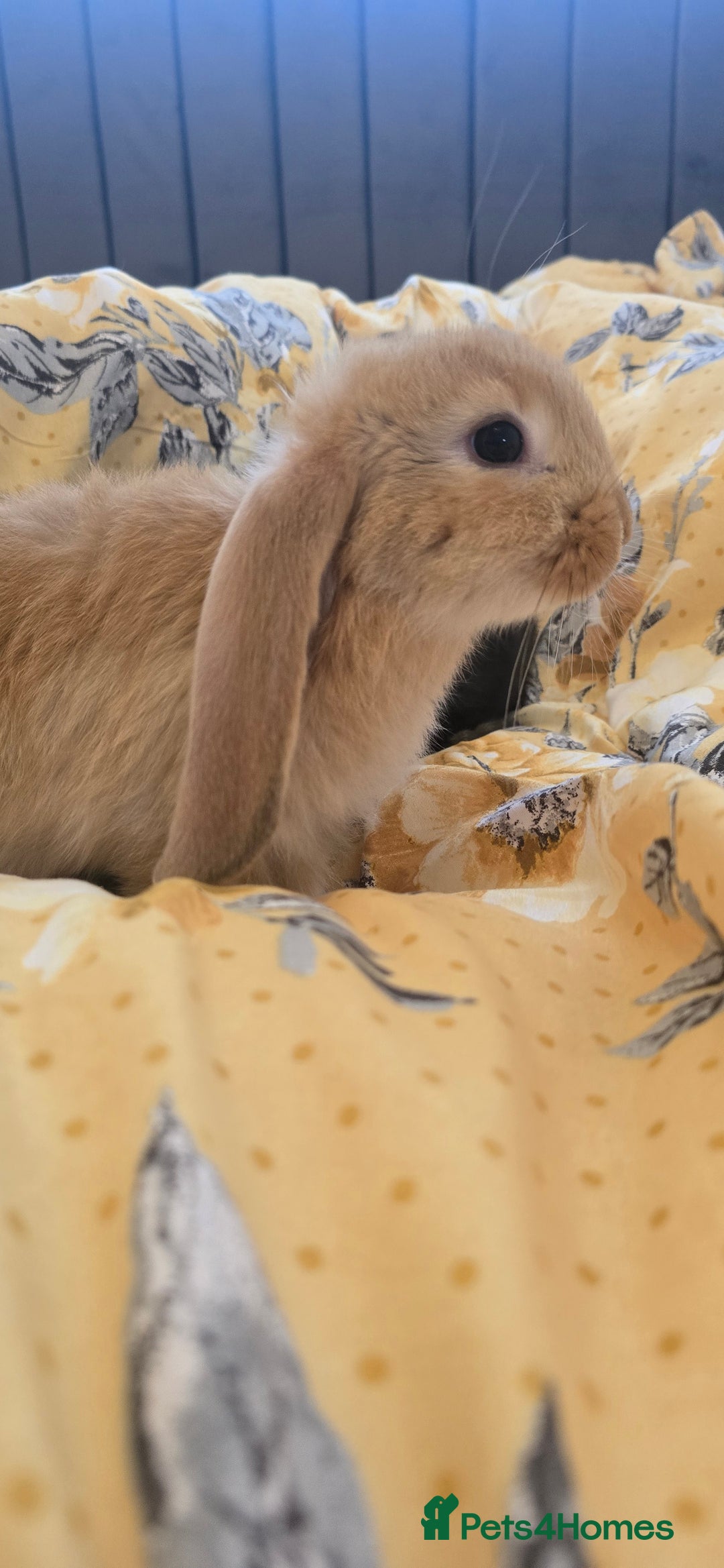 French Lop rabbits for sale: Beautiful French Lop bunnies - Image 21