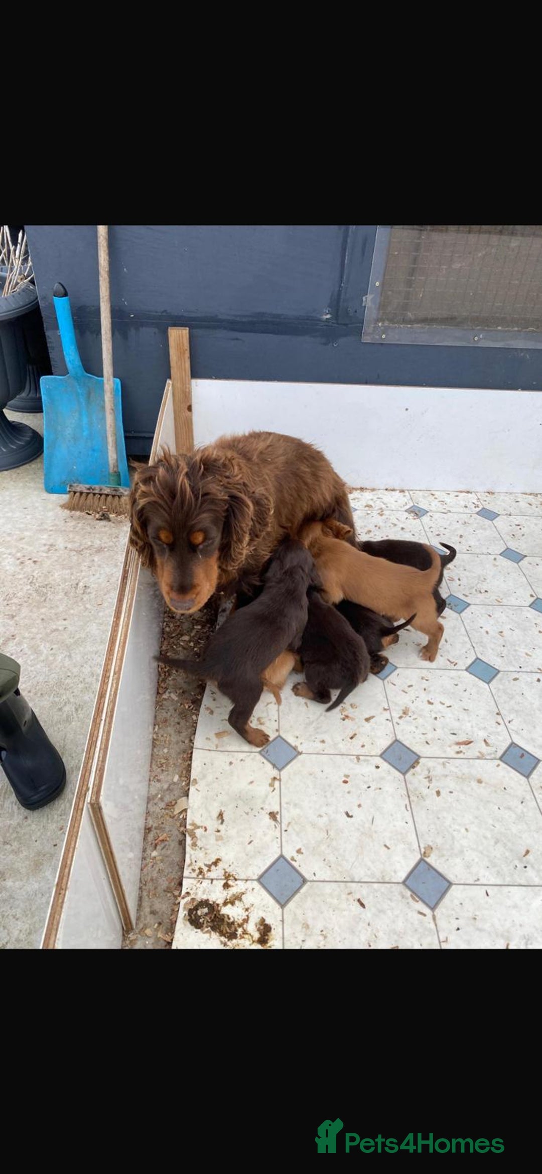 Cocker Spaniel dogs for sale: Beautiful litter of cocker spaniel puppys - Advert 2