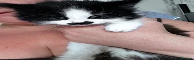 Mixed Breed Kitten 3
