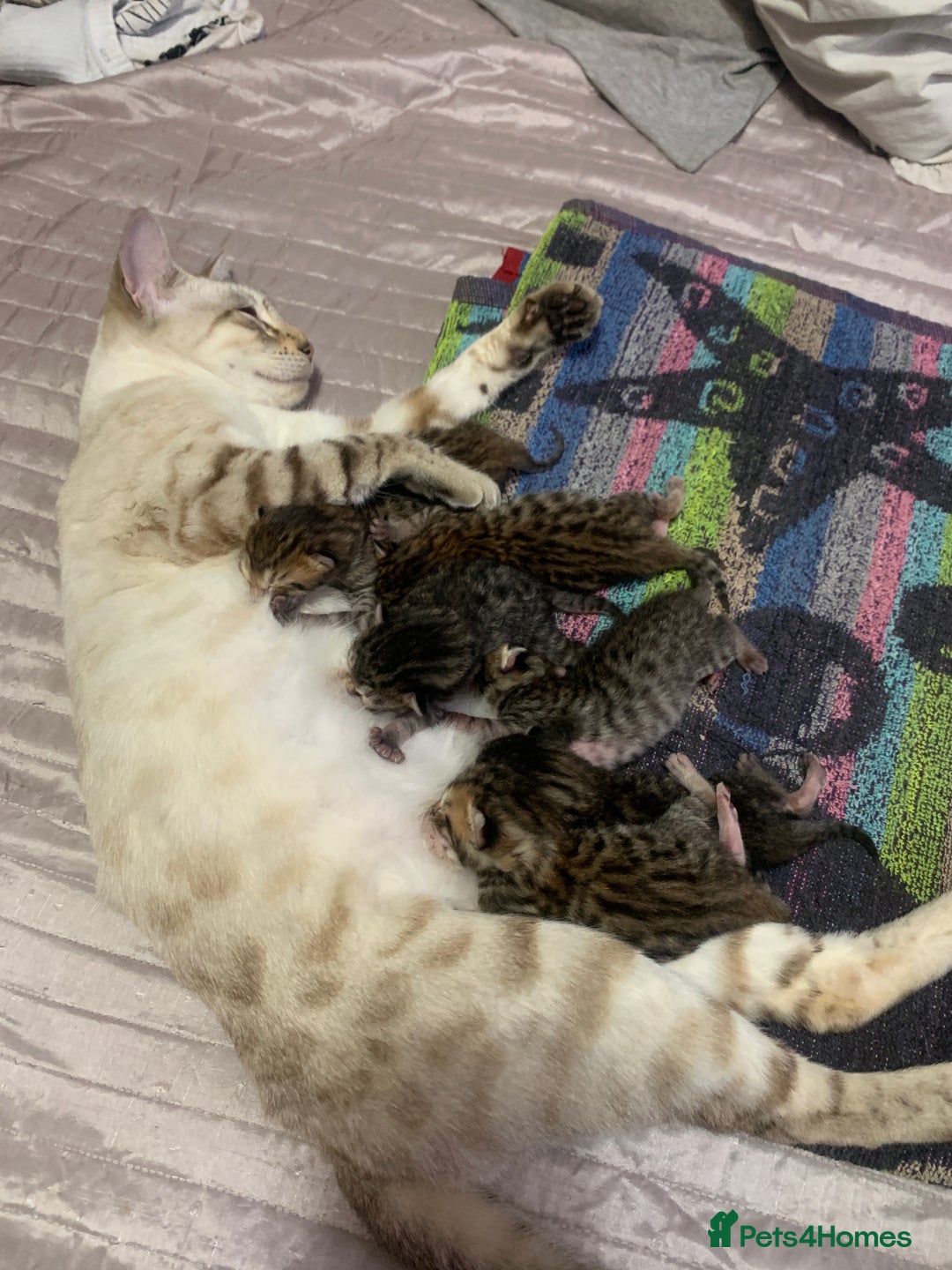 Mixed Breed cats for sale: 7 Half Snow Bengal kittens - Image 9