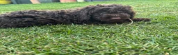 Cockapoo dogs for sale: READY NOW STUNNING CURLY CHOCOLATE MALE - Advert 17