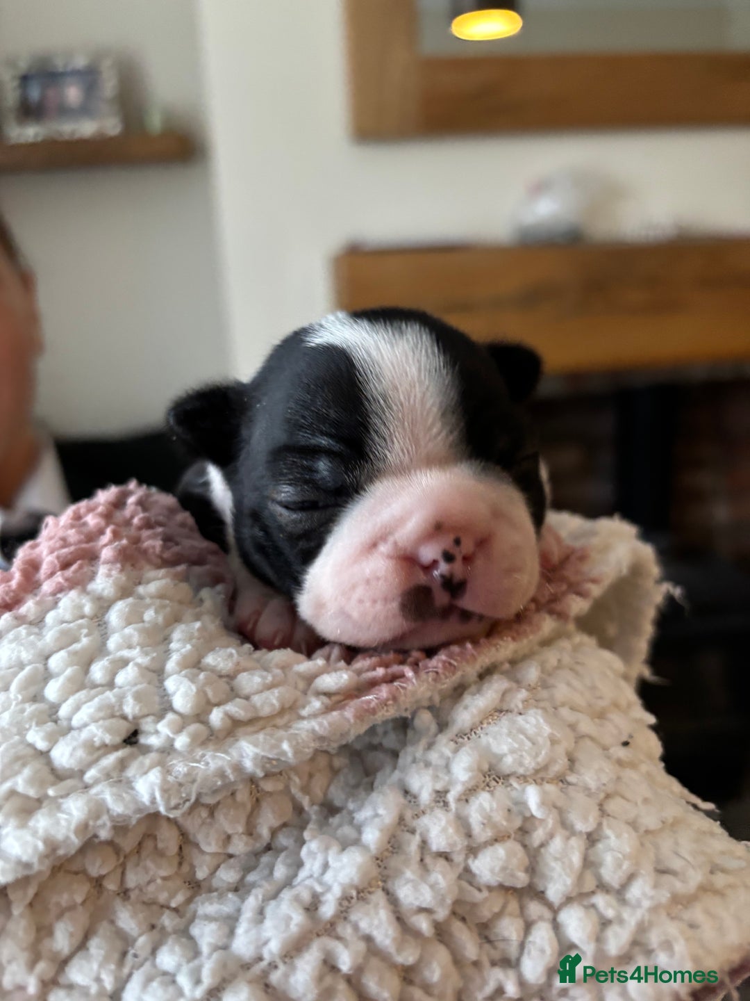 Boston Terrier dogs for sale: Stunning Boston terrier puppies - Image 4