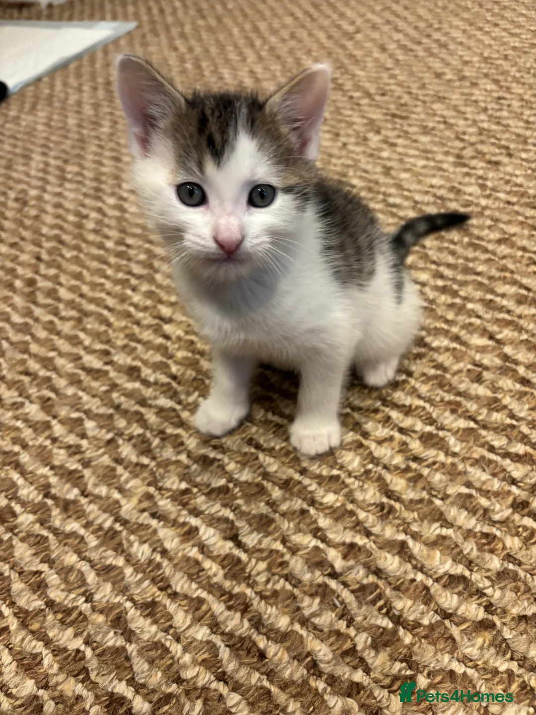 Domestic Shorthair cats for sale: 3kittens for sale 2 girls 1 boy  - Advert 9