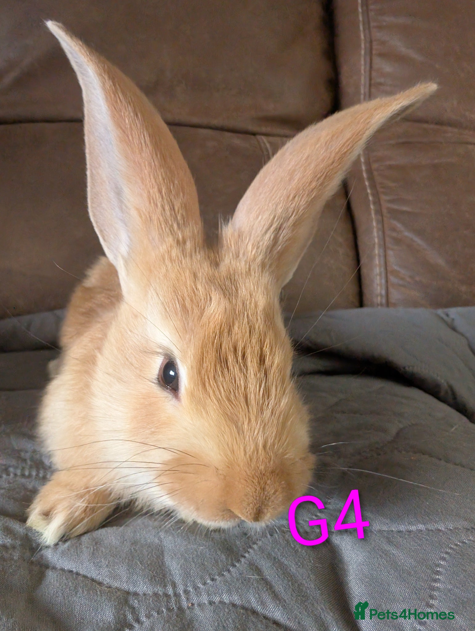 Continental Giant rabbits Beautiful Conti babies  - Advert 5