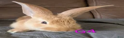 Continental Giant rabbits for sale: Beautiful Conti babies  - Advert 3