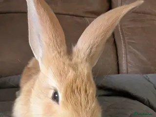 Continental Giant rabbits Beautiful Conti babies - Advert 9