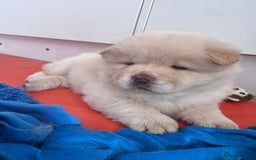 Chow Chow dogs for sale: Last 2 Beautiful chow chow puppies - Image 26