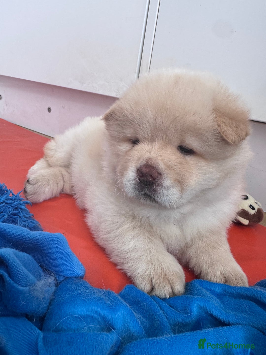 Chow Chow dogs for sale: Last 2 Beautiful chow chow puppies - Image 26